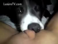 [ Bestiality XXX Film ] Woman films dog licking her muff